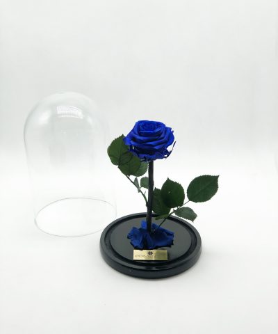 ETERNITY BLUE ROSE XL 55e D17X25Y (1)