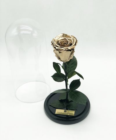 ETERNITY GOLD ROSE (L) 40e D14X25Y (1)