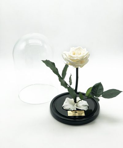 ETERNITY IVORY ROSE XL 55e D17X25Y (4)