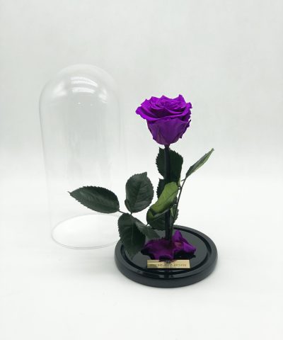 ETERNITY PURPLE ROSE (L) 40e D14X22 (3)