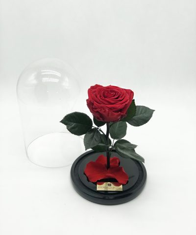 ETERNITY RED ROSE 35e D14X25Y (1)