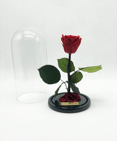ETERNITY RED ROSE (L) 40e D14X25Y (3)