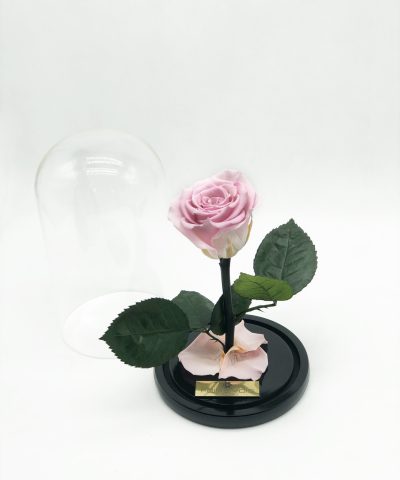 ETERNITY ROSE PINK 35e D14X22 (3)