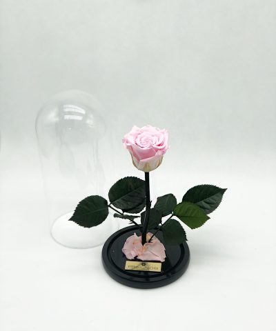 ETERNITY ROSE PINK (L) 40e D15x25 (1)