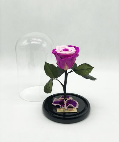 ETERNITY ROSE PINK&FUCHSIA 35e D14X22 (3)